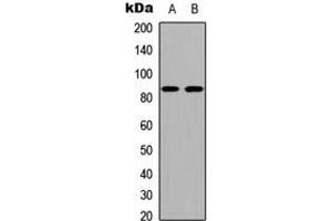 Western blot analysis of Cadherin 19 expression in COLO205 (A), NIH3T3 (B) whole cell lysates. (CDH19 antibody  (Center))