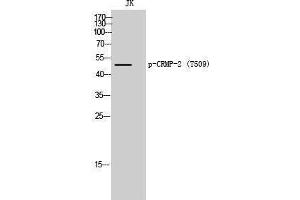 Western Blotting (WB) image for anti-Dihydropyrimidinase-Like 2 (DPYSL2) (pThr509) antibody (ABIN3182693) (DPYSL2 antibody  (pThr509))