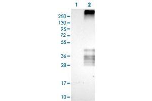 Western Blot (Cell lysate) analysis of (1) Negative control (vector only transfected HEK293T lysate), and (2) Over-expression lysate (Co-expressed with a C-terminal myc-DDK tag (~3. (Tetraspanin 7 antibody)
