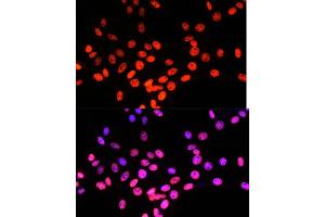 Immunofluorescence analysis of NIH/3T3 cells using Matrin 3 antibody (ABIN7268415) at dilution of 1:100.