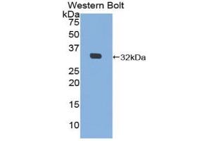 Western blot analysis of the recombinant protein. (MIB2 antibody  (AA 407-663))