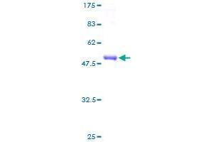 CAPNS2 Protein (AA 1-248) (GST tag)