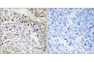 Immunohistochemistry (IHC) image for anti-RNA Binding Motif Protein 34 (RBM34) (AA 345-394) antibody (ABIN2890603) (RBM34 antibody  (AA 345-394))