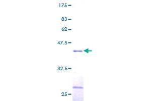 Image no. 1 for Transcription Elongation Factor B (SIII), Polypeptide 2 (18kDa, Elongin B) (TCEB2) (AA 1-118) protein (GST tag) (ABIN1322348)