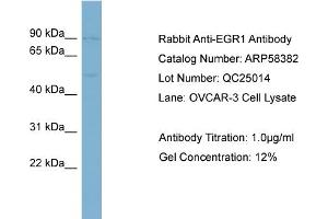 WB Suggested Anti-EGR1  Antibody Titration: 0. (EGR1 antibody  (Middle Region))
