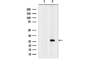 anti-Apolipoprotein B mRNA Editing Enzyme, Catalytic Polypeptide-Like 3A (APOBEC3A) antibody