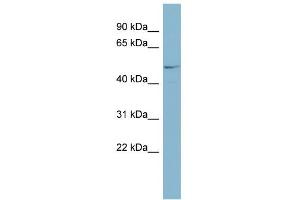 WB Suggested Anti-ANGPTL3 Antibody Titration:  0. (ANGPTL3 antibody  (N-Term))