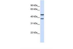 Image no. 1 for anti-Transmembrane Protein 135 (TMEM135) (AA 38-87) antibody (ABIN6738615) (TMEM135 antibody  (AA 38-87))