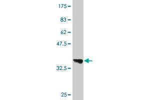 Western Blot detection against Immunogen (36. (B3GALT6 antibody  (AA 229-329))