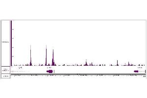 CUT&RUN was performed using 500,000 K562 nuclei and sequenced using 38 base-pair, paired-end reads on the Illumina NovaSeq. (JunD antibody  (N-Term))