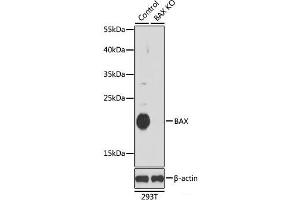 Western blot analysis of extracts from normal (control) and BAX knockout (KO) 293T cells using BAX Polyclonal Antibody at dilution of 1:1000. (BAX antibody)