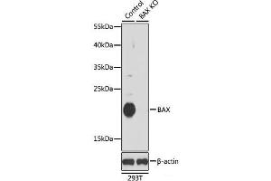 Western blot analysis of extracts from normal (control) and BAX knockout (KO) 293T cells using BAX Polyclonal Antibody at dilution of 1:1000.