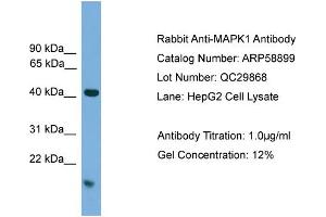 WB Suggested Anti-MAPK1  Antibody Titration: 0. (ERK2 antibody  (C-Term))