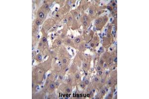 AKR1C2 Antibody (C-term) immunohistochemistry analysis in formalin fixed and paraffin embedded human liver tissue followed by peroxidase conjugation of the secondary antibody and DAB staining. (AKR1C2 antibody  (C-Term))
