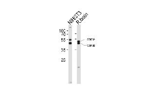 Western blot analysis of lysates from mouse NIH/3T3 cell line, rat brain tissue lysate(from left to right), using GSK3A Antibody (Center) (ABIN6243413 and ABIN6577862). (GSK3 alpha antibody  (AA 348-382))
