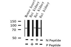 Western blot analysis of Phospho-Tau (Ser356) expression in various lysates