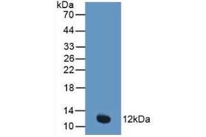 Detection of Recombinant CYCS, Human using Polyclonal Antibody to Cytochrome C (CYCS) (Cytochrome C antibody  (AA 13-99))