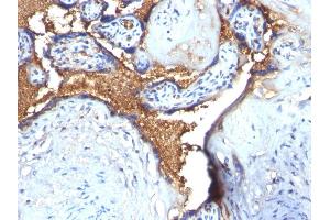 Formalin-fixed, paraffin-embedded human Placenta stained with Glycophorin A Rabbit Polyclonal Antibody (CD235a/GYPA antibody)