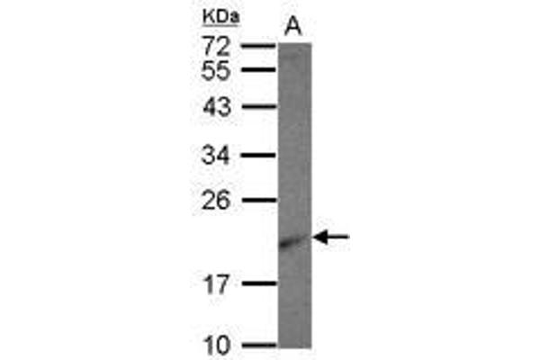 RPL26 抗体  (AA 1-95)