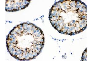 IHC testing of rat testis with BAG2 antibody. (BAG2 antibody  (AA 1-211))