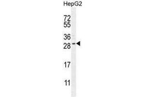 CCDC153 Antibody (N-term) western blot analysis in HepG2 cell line lysates (35µg/lane). (CCDC153 antibody  (N-Term))