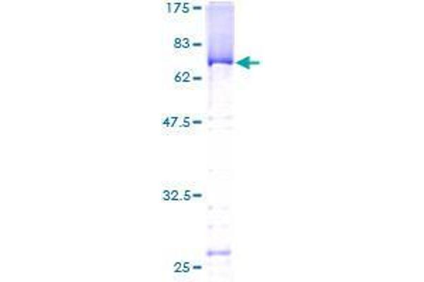 PUS1 Protein (AA 1-399) (GST tag)