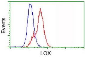 Image no. 2 for anti-Lysyl Oxidase (LOX) (AA 22-168) antibody (ABIN1491214) (LOX antibody  (AA 22-168))