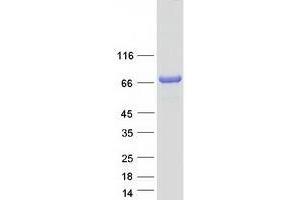 Western Blotting (WB) image for Target of Myb1-Like 2 (TOM1L2) (Transcript Variant 3) protein (Myc-DYKDDDDK Tag) (ABIN2733982)