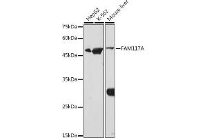 Western blot analysis of extracts of various cell lines, using FA antibody (ABIN7267102) at 1:1000 dilution. (FAM117A antibody)