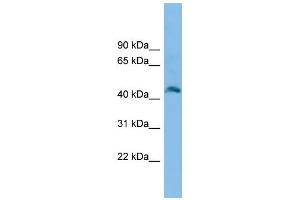 WB Suggested Anti-Fam172a Antibody Titration: 0. (Fam172a antibody  (N-Term))