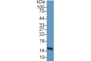Detection of H-FABP in Porcine Heart lysate using Polyclonal Antibody to Heart-type Fatty Acid Binding Protein (H-FABP)
