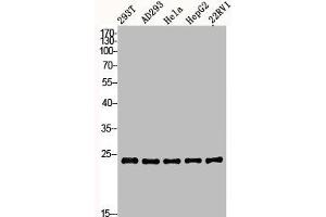 Western Blot analysis of 293T AD293 22RV1 HELA HepG2 cells using BAP31 Polyclonal Antibody