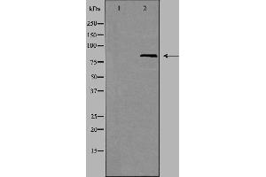 Western blot analysis of extracts from HT-29 cells using EZH1 antibody. (EZH1 antibody  (Internal Region))