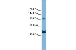 WB Suggested Anti-MAML3 Antibody Titration:  0.