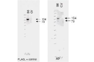 Image no. 1 for anti-ATP-Binding Cassette, Sub-Family B (MDR/TAP), Member 6 (ABCB6) (AA 440-455) antibody (ABIN401357)