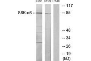 Western blot analysis of extracts from K562/HT-29 cells, using S6K-alpha6 Antibody.