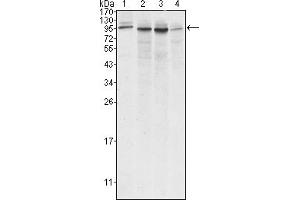 Western blot analysis using Calnexin mouse mAb against A431 (1), Hela (2), MCF-7 (3) and A549 (4) cell lysate. (Calnexin antibody)