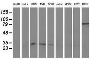 Image no. 2 for anti-Nonhomologous End-Joining Factor 1 (NHEJ1) antibody (ABIN1499731) (NHEJ1 antibody)
