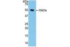 Western blot analysis of recombinant Human DVL3. (DVL3 antibody  (AA 545-716))