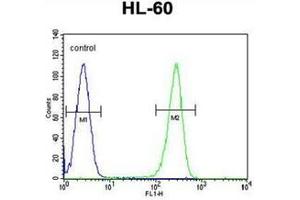 Fllow cytometric analysis of HL-60 cells using OR2W3 Antibody (C-term) Cat. (OR2W3 antibody  (C-Term))