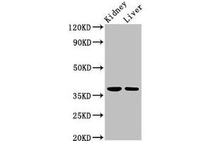 Western Blot Positive WB detected in: Rat kidney tissue, Mouse liver tissue All lanes: TAF8 antibody at 2. (TAF8 antibody  (AA 122-311))