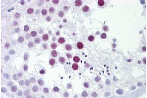Anti-PHOX2A antibody IHC staining of human testis. (PHOX2A antibody  (AA 72-121))