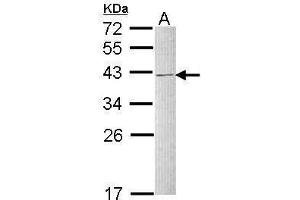 WB Image Sample (30 ug of whole cell lysate) A: Raji 12% SDS PAGE antibody diluted at 1:1000 (HNRNPC antibody)