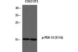 Western Blot (WB) analysis of COLO205 3T3 using p-PEA-15 (S116) antibody. (PEA15 antibody  (pSer116))