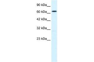 WB Suggested Anti-KCNN2 Antibody Titration:  1. (KCNN2 antibody  (C-Term))