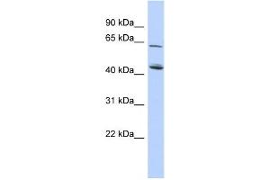 Western Blotting (WB) image for anti-NAD Kinase 2, Mitochondrial (NADK2) antibody (ABIN2459632) (NADK2 antibody)