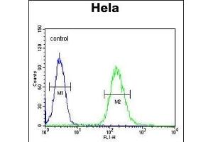 CLTC Antibody (Center) (ABIN652092 and ABIN2840545) flow cytometric analysis of Hela cells (right histogram) compared to a negative control cell (left histogram). (Clathrin Heavy Chain (CLTC) (AA 1019-1048) antibody)
