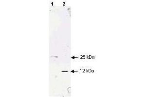 Western blot analysis using  Affinity Purified anti-TGF beta 1 antibody to detect human TGF beta 1. (TGFB1 antibody)