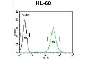 GDA Antibody (N-term) (ABIN653665 and ABIN2842999) flow cytometric analysis of HL-60 cells (right histogram) compared to a negative control cell (left histogram).