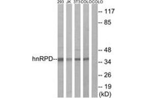 Western blot analysis of extracts from 293/Jurkat/3T3/COLO205 cells, using hnRPD (Ab-83) Antibody.